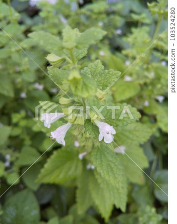 開花在菜園裡的檸檬香脂的白花和葉子 開花在菜園裡的檸檬香脂的白花和葉子 103524280