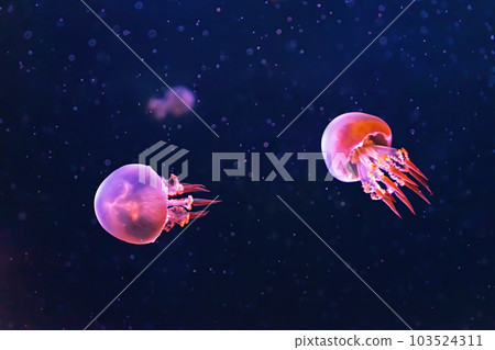 Flame jellyfish, rhopilema esculentum swims in aquarium with pink neon light 103524311