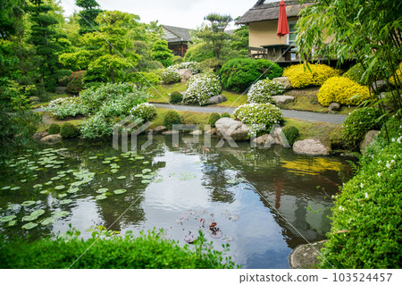 Japanese garden   of white rhododendron bushes and yellow bush of barberry (?) in Vojstrup 103524457