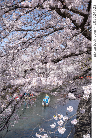 岐阜縣大垣市櫻花與遊船（水之都大垣遊船） 103524522