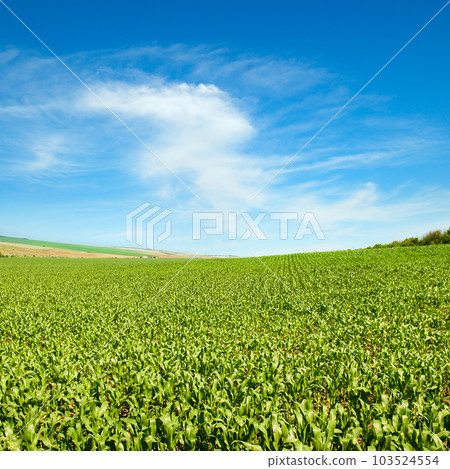Green field of corn and blue sky. 103524554