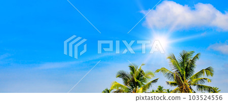 Coconut palms , sky and sun. Wide photo. 103524556