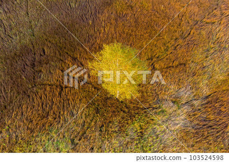 Birch tree with yellow foliage in the middle of marshland 103524598