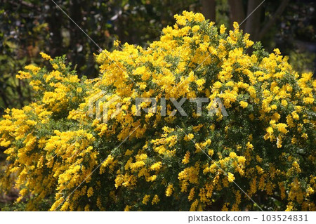 Cypridina 的黃色花朵盛開 103524831