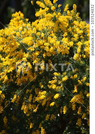 Cypridina 的黃色花朵盛開 103524832