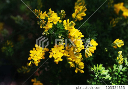 Cypridina 開花的黃色花 103524833