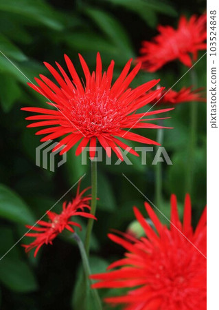 明亮的紅色非洲菊非洲菊 明亮的紅色非洲菊非洲菊 103524848