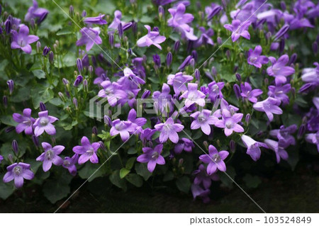 一簇簇盛開的乙女橋之花 一簇簇盛開的乙女橋之花 103524849