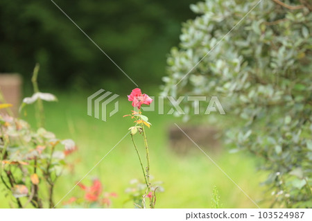 我在三池公園散步 103524987