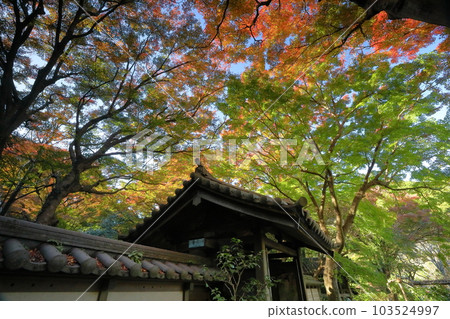 神奈川縣鎌倉市二階堂：金表山瑞泉寺、臨濟宗圓覺寺門的紅葉 103524997