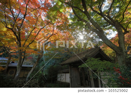 神奈川縣鎌倉市二階堂:金表山瑞泉寺、臨濟宗圓覺寺門的紅葉 神奈川縣鎌倉市二階堂:金表山瑞泉寺、臨濟宗圓覺寺門的紅葉 103525002