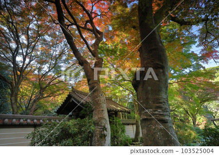 神奈川縣鎌倉市二階堂:金表山瑞泉寺、臨濟宗圓覺寺門的紅葉 神奈川縣鎌倉市二階堂:金表山瑞泉寺、臨濟宗圓覺寺門的紅葉 103525004