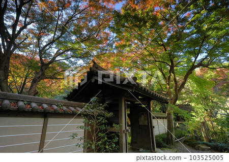 Nikaido, Kamakura City, Kanagawa Prefecture: Autumn leaves coloring the temple gate of Kinpyozan Zuisenji Temple, Engakuji school of the Rinzai sect 103525005