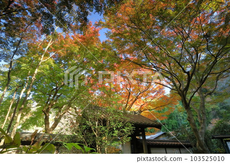 神奈川縣鎌倉市二階堂:金表山瑞泉寺、臨濟宗圓覺寺門的紅葉 神奈川縣鎌倉市二階堂:金表山瑞泉寺、臨濟宗圓覺寺門的紅葉 103525010