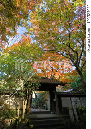 神奈川縣鎌倉市二階堂:金表山瑞泉寺、臨濟宗圓覺寺門的紅葉 神奈川縣鎌倉市二階堂:金表山瑞泉寺、臨濟宗圓覺寺門的紅葉 103525011