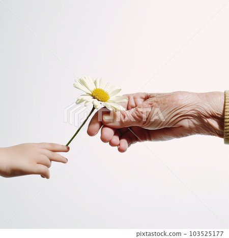 Child's hand holds out chamomile flower to an elderly person's hand, child gives flower to an old man, close-up on white Child's hand holds out chamomile flower to an elderly person's hand, child gives flower to an old man, close-up on white 103525177