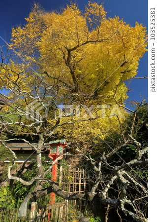 Nikaido, Kamakura City, Kanagawa Prefecture A large yellow-leafed ginkgo tree on the grounds of Egaraten Shrine, which enshrines Michizane Sugawara 103525381