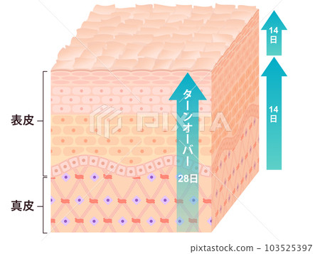 周轉皮橫截面流量 103525397