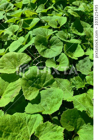 Japanese butterbur that grows naturally Japanese butterbur that grows naturally 103525495