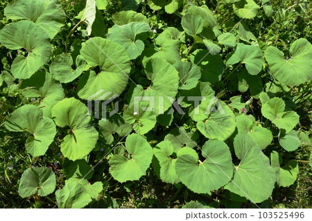 Japanese butterbur that grows naturally Japanese butterbur that grows naturally 103525496