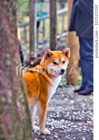 柴犬回報 103525592