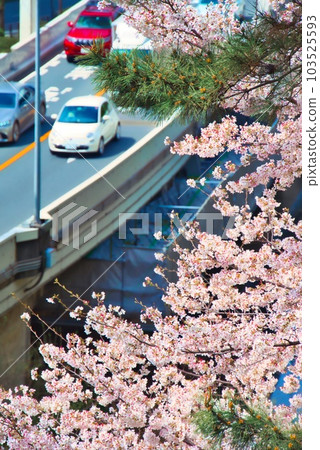 意大利車和櫻花 103525593