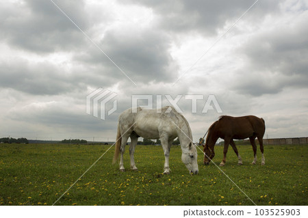gray and brown hoarses graze on green summer meadow full body photo 103525903