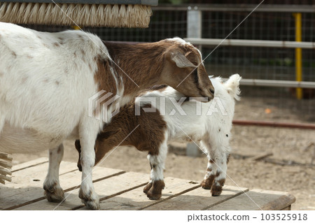 black and white goat eating hey on summer farm background 103525918