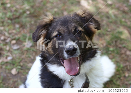 stray puppy dog closeup portrait on green grass background stray puppy dog closeup portrait on green grass background 103525923