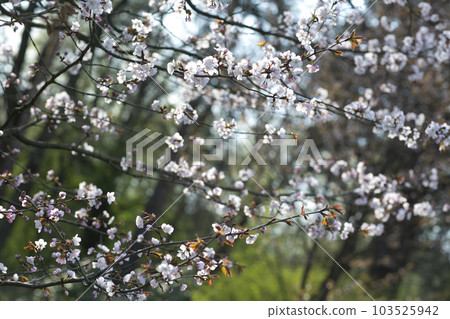 blooming sakura tree close up photo in city Japanese park 103525942