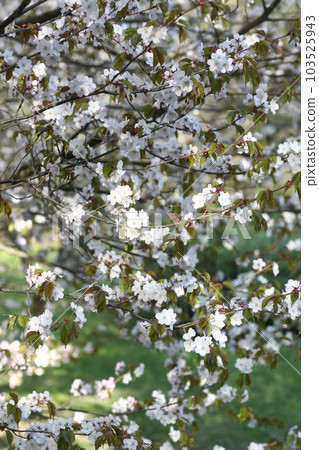 blooming sakura tree close up photo in city Japanese park 103525943