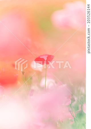 Fluffy blur poppy Fluffy blur poppy 103526144