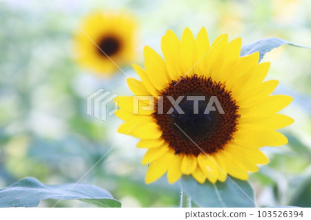 夏天的向日葵田 夏天的向日葵田 103526394