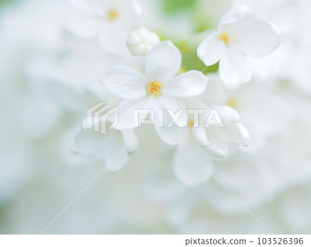 北海道的初夏 白色的丁香花 北海道的初夏 白色的丁香花 103526396