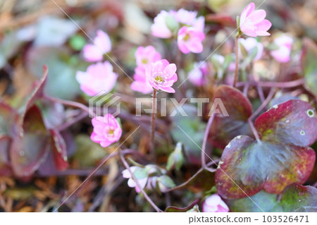 Flower of Famous Plants 103526471