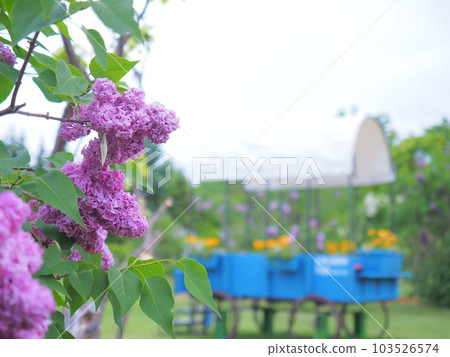 北海道川下公園丁香節初夏 北海道川下公園丁香節初夏 103526574