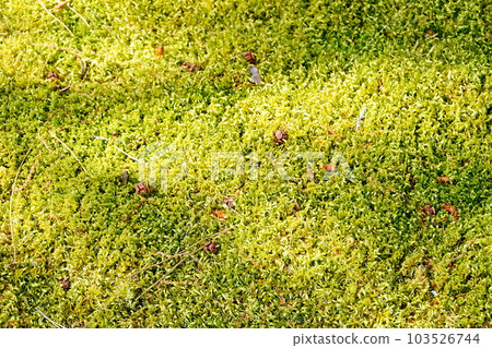 京都苔蘚花園背景 京都苔蘚花園背景 103526744