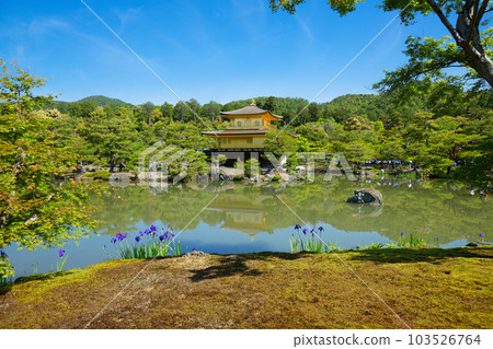 Kinkakuji Young leaves and fresh greenery Kakitsubata 103526764