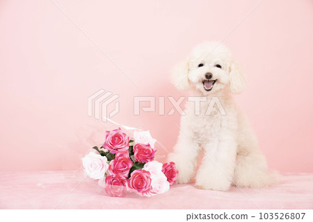 Toy poodle Aron-chan and a bouquet of red roses... - Stock Photo  [103526807] - PIXTA