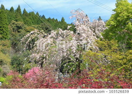 Sekiyama cherry blossoms and white peach blossoms Sekiyama cherry blossoms and white peach blossoms 103526839