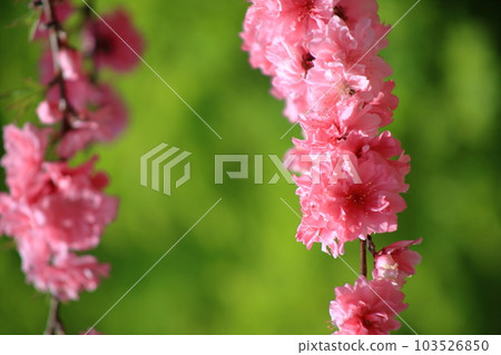 櫻花 櫻花 103526850