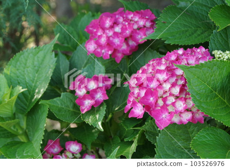 Pink hydrangea Pink hydrangea 103526976