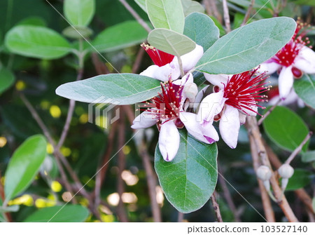 feijoa flower 103527140
