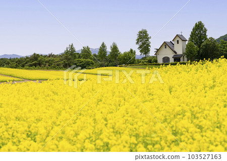 宮城縣上町初夏的藥井公園，山丘和油菜花田 103527163
