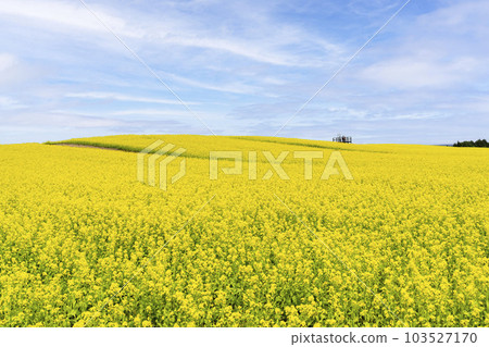 A park with a hill and a field of rapeseed flowers, Yakurai in early summer, Kami-cho, Miyagi Prefecture 103527170