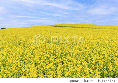 A park with a hill and a field of rapeseed flowers, Yakurai in early summer, Kami-cho, Miyagi Prefecture 103527173