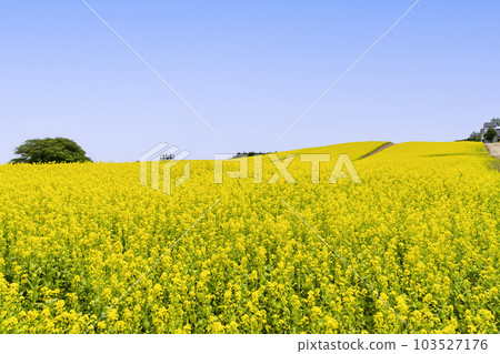 宮城縣上町初夏的藥井公園，山丘和油菜花田 103527176