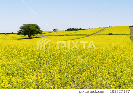 宮城縣上町初夏的藥井公園，山丘和油菜花田 103527177