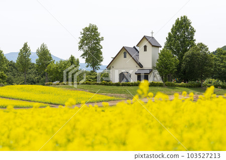 宮城縣上町初夏的藥井公園，山丘和油菜花田 103527213