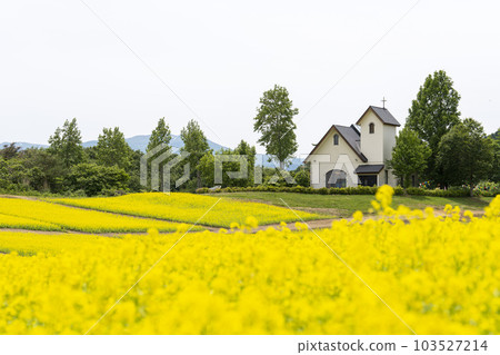 宮城縣上町初夏的藥井公園，山丘和油菜花田 103527214